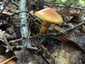 Sárga gyűrűstinóru (Suillus grevillei), Őrség